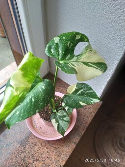 Monstera panašovaná - 3