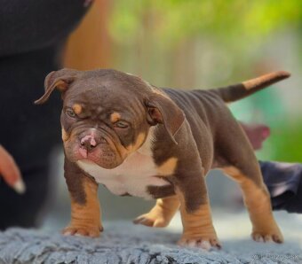 American Bully pocket - 3