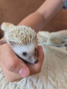 Ježko adrický bielobruchý pigmy - 3