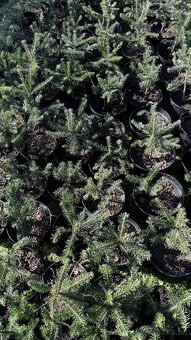 Predám kvalitné jedličky (Abies Nordmanniana) - 3