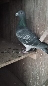 Poštové holuby - 3