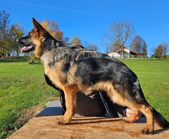 Nemecký ovčiak - 3