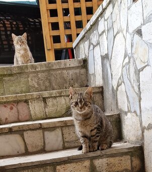 Darujem mačiatka - 3