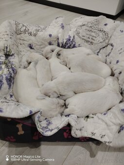 Bradáč malý biely - 3