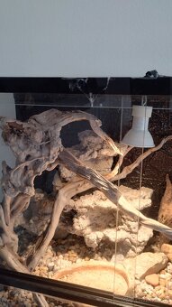 Terarium - 3