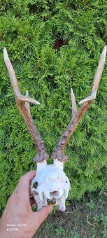 Trofej,parohy - 3