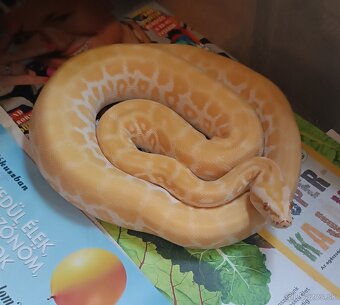 Python bivittatus - 3