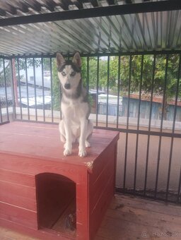 Predám sibírsky husky - 3