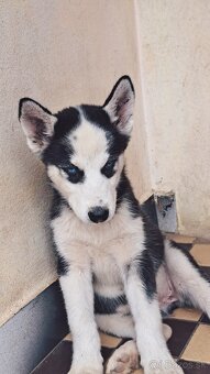Steniatka sibírsky husky - 3