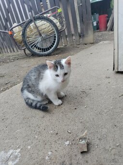 Darujem mačiatka - 3