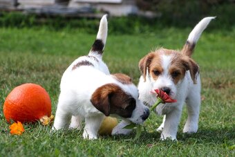 JRT Jack Russell Terier  FCI s PP - 3