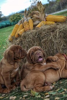 Dogue de Bordeaux, Bordeauxska doga, bordo doga - 3