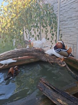 Mandarinske kacicky , kacky - 3