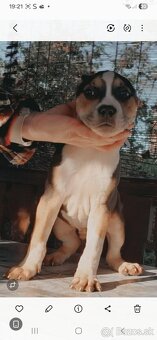 Americky staford - 3