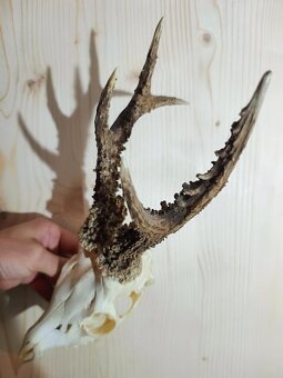 Trofej trofeje parohy parožie zhody.,.,. - 3