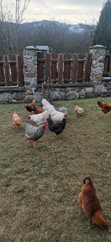 Predám slepačie vajíčka - 3