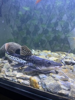 Americké cichlidy - 3