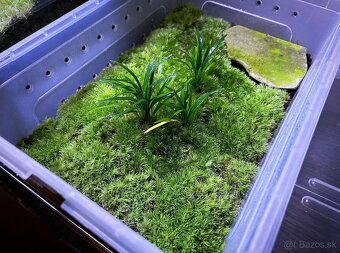 Mlok ohbivobruchý - 3