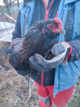 Araucana kohút - 3