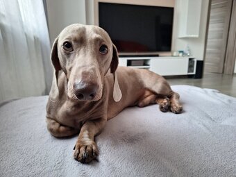 Krytie jazvečík trpasličí isabela - 3