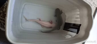 Axolotl Mexický - 3