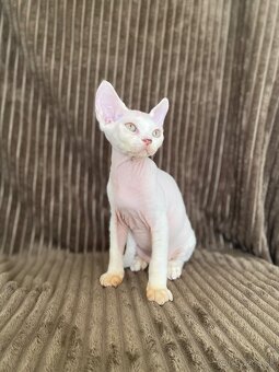 Devon rex - 3