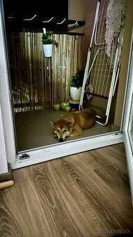 Shiba Inu - 3