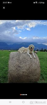 Zlatý Retriever --- Príjmeme rezervácie - 3