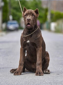 Bandog sučka - 3
