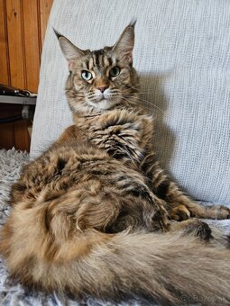 Maine coon, mainská mývalia mačka - 3