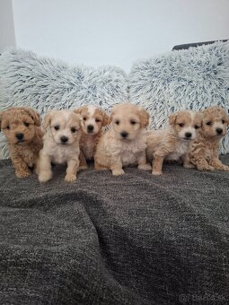 Maltipoo - 3
