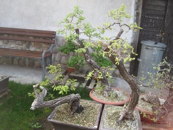 bonsai,bonsaj-DUB 1 - 3