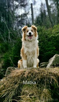 Ee-red Border Collie s PP - 3