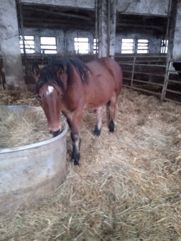 Predám 7 ťažnych zrebcov - 3