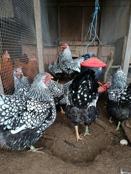 Násadové vajcia - 3