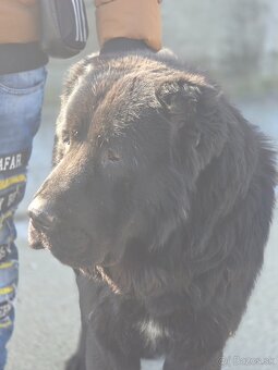 Stredoazijsky ovčiak - 3