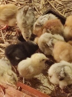 Kuričky DOMINNAT - 3