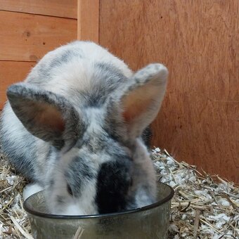 Predám zakrslého králika - 3