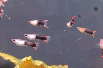 endler silver black flame - 3