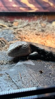 Tiliqua gigas evanescens -tilikva scink - 3