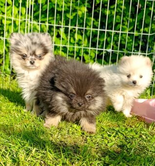 Pomeranian pomerian - 3