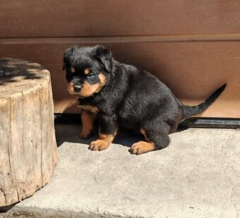 Šteniatka Rottweilera, Rottweiler, Rotvajler,Rottweiler s PP - 3