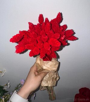 Phalaris – sušené dekoratívne klasy - 3