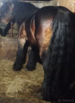 Predám prípadne vymenim Ťažného žrebca - 3