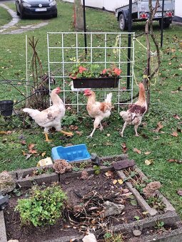 Predám mladé kohúty - 3