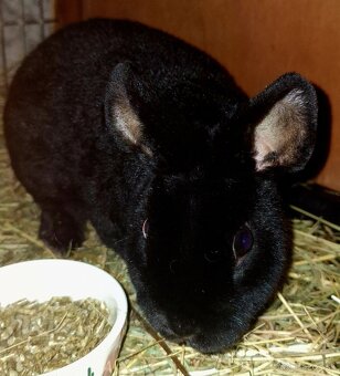 Mini Rex Samica s VP - 3