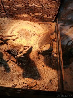 Predám terárium a párik agám bradatých. - 3