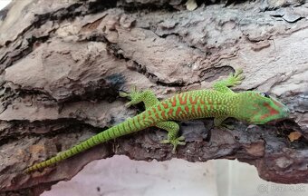 Felzuma madagaskarska/Phelsuma grandis - 3