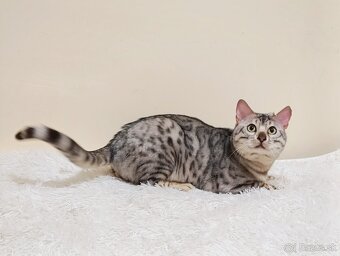 Na predaj strieborná bengálska mačka. - 3