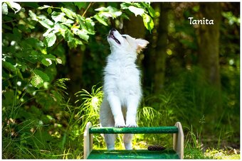 Border Collie Border Kolia s PP FCI barva ee red - 3